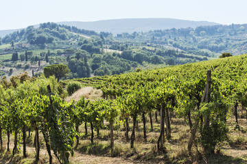 Vineyards on the Siena hills in Tuscany