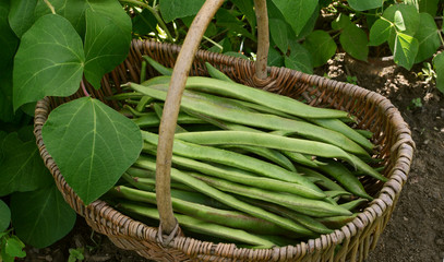 Woven basket filled with freshly picked runner beans