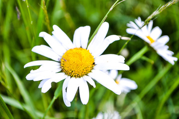 Obraz premium nature shooting