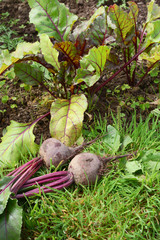 Vegetable bed with freshly picked beetroot