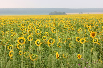 Sunflower field landscape / Sunflowers garden / Sunflower blooming / Sunflower natural background
