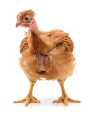 Brown hen isolated.