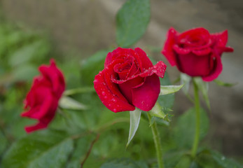 red rose flower