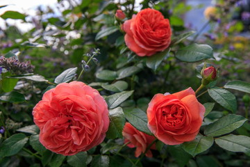 Beautiful pink rose in a garden