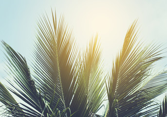 Palm tree with blue sky