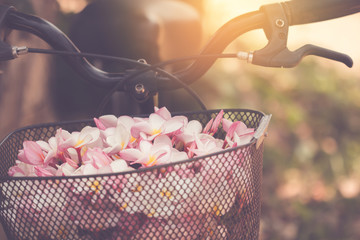 flowers on a bicycle basket.