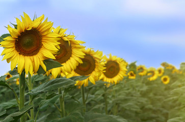 sunflower in the middle of the field in a row