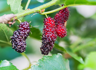 Ripe mulberries on the branch.