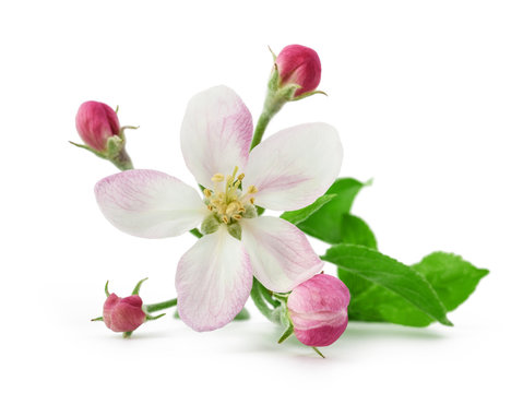Apple Flower with buds