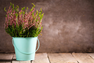Purple heather in blue turquoise flower pail on gray wooden background.