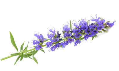 Fresh hyssop flowers