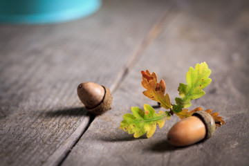 Autumn background with oak acorn and leaves.