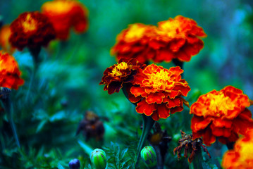 Lots of beautiful marigold flowers in the garden.