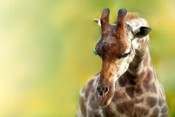 Giraffe head closeup on a blurry background