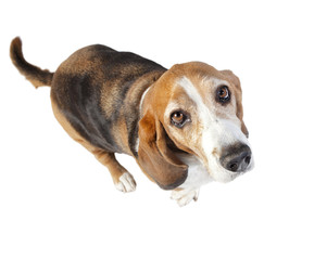 basset hound fisheye freigestellt