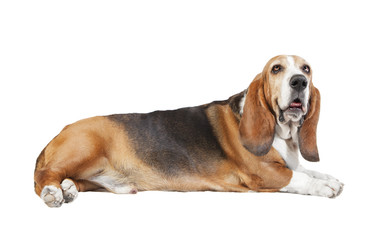 basset hound weisser Hintergrund