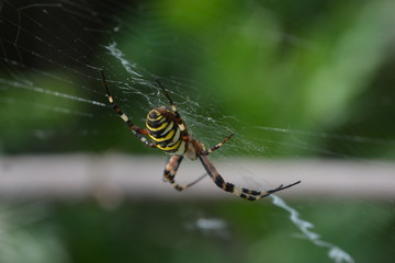 Tiger or wasp spider  in web