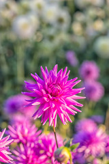 Obraz premium Bright pink dahlia. Nature background. Evening light