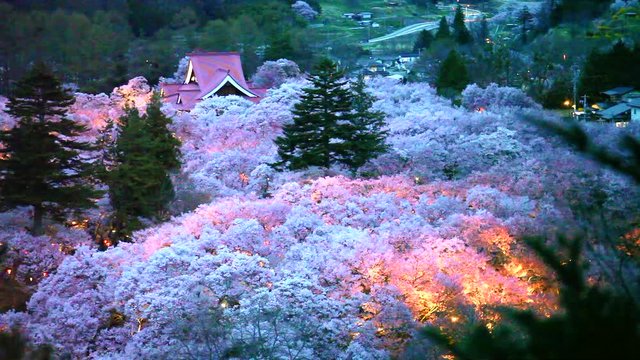 高遠城址公園の桜のライトアップと高遠閣