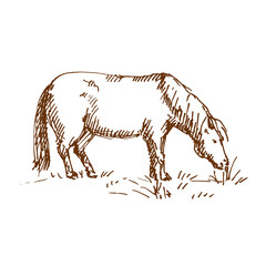Hand drawn horse. Horse eating grass. Sketch, vector illustration.
