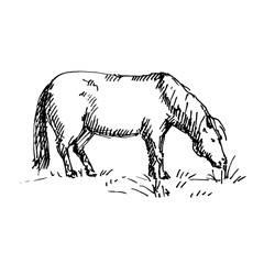 Hand drawn horse. Horse eating grass. Sketch, vector illustration.