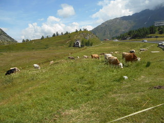 Fototapeta na wymiar Cows in Switzerland
