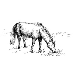 Hand drawn horse. Horse eating grass. Sketch, vector illustration.
