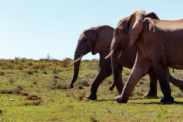 Fototapeta premium Elephants walking together on the grass