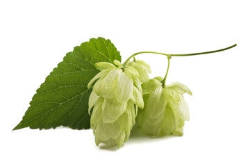 hop ( Humulus lupulus )