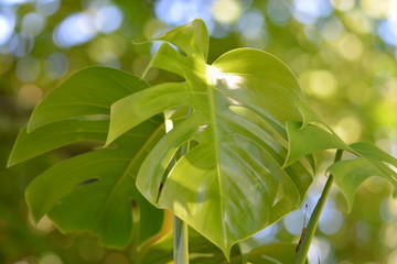 Monsterablatt mit Seifenblasen-Bokeh im Hintergrund