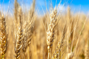 Fototapeta premium Gold wheat field and blue sky