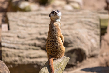 Curious meerkat in the wild
