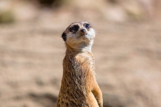 Curious meerkat in the wild