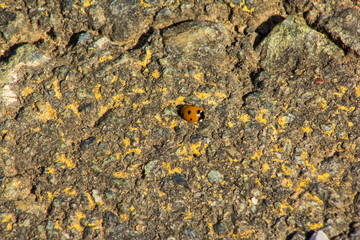 Yellow ladybug on the asphalt on a summer day