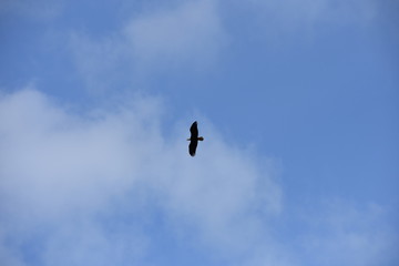 Naklejka na ściany i meble Eagle above Anchorage
