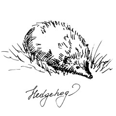 Hand drawn hedgehog, wild animal. Sketch, vector illustration.