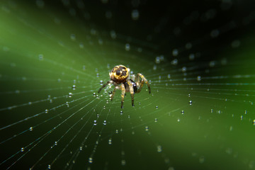Beautiful Wide Web