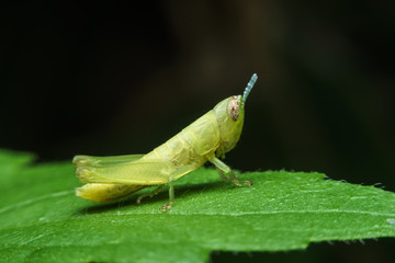 GrassHopper in wallpaper style