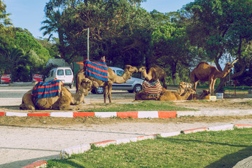 Morocco, Tanger, Camels and street. 2013