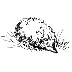 Hand drawn hedgehog, wild animal. Sketch, vector illustration.