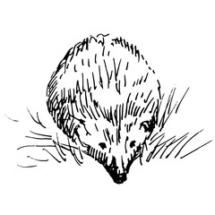 Hand drawn hedgehog, wild animal. Sketch, vector illustration.