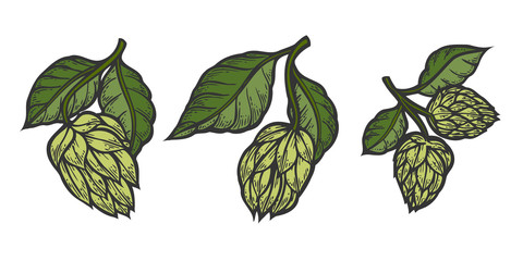 hops and leaves