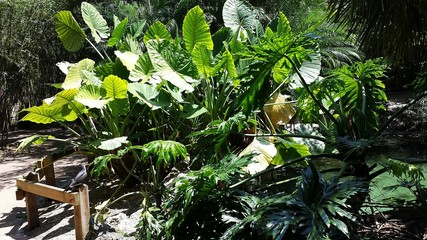 Alocasia plant in Florida zoological garden, closeup