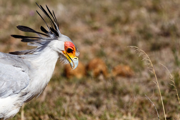 Secretary Bird pecking in the ground