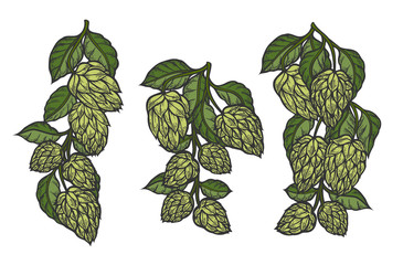 hops and leaves - 169943174