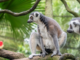 beautiful black and white ring-tailed lemur close up profile