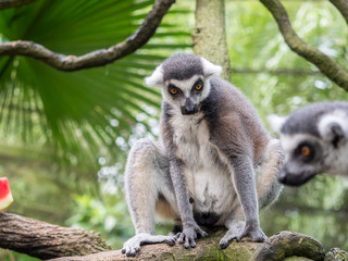 beautiful black and white ring-tailed lemur close up profile