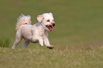 Happy dog running up a hill.