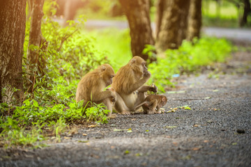 Monkey mom and her baby