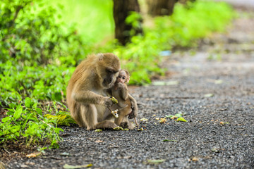 Monkey mom and her baby